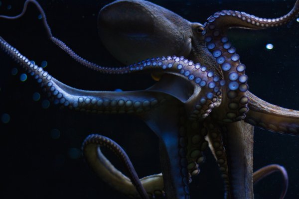 Kraken сайт зеркала